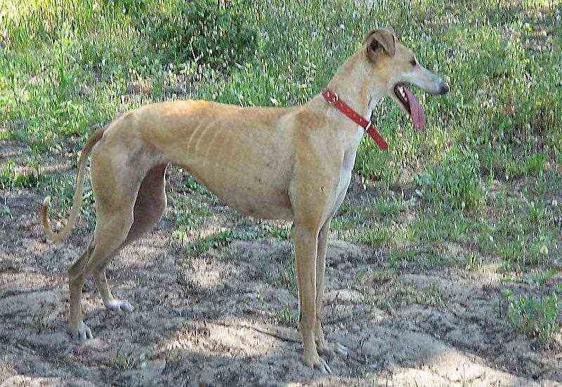 Galgo Espaňol