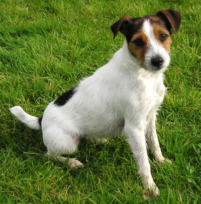 Jack Russel teriér