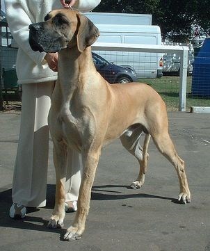Nemecká doga