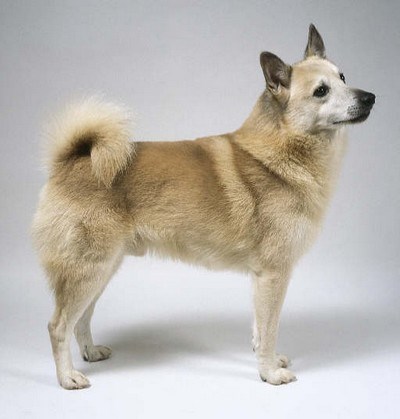 Nórsky buhund