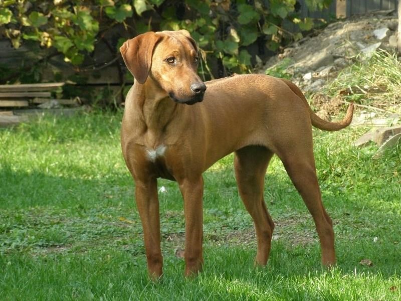 Rodézsky ridgeback
