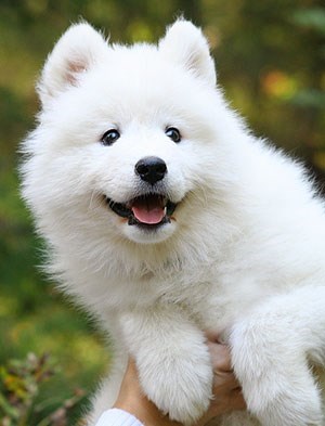 Samojed