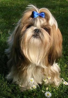 Ši-Tzu