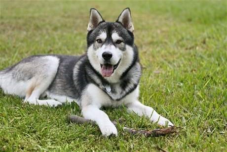 Sibírsky husky