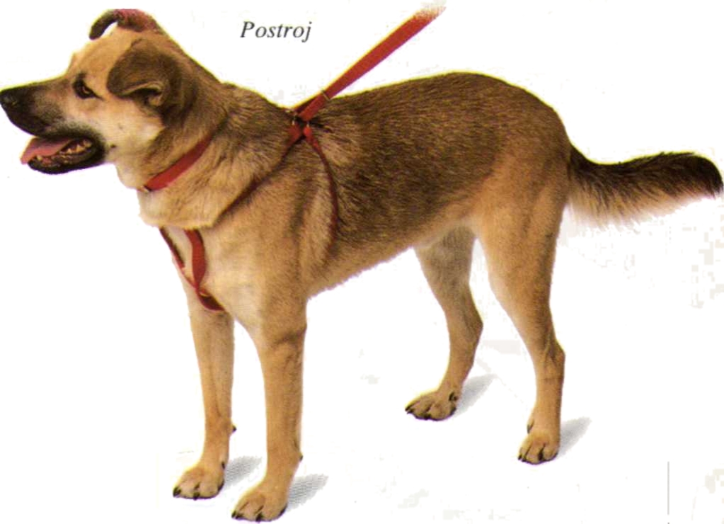 Postroj