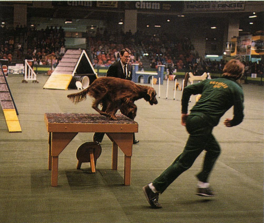 Súťaže agility